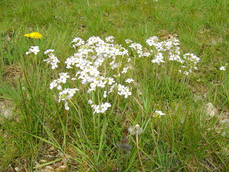 pinksterbloem_resize_460